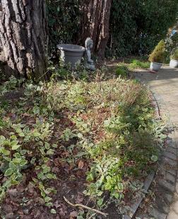 Garden tidy up